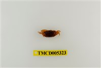 藏品(弧邊管招潮蟹)的圖片